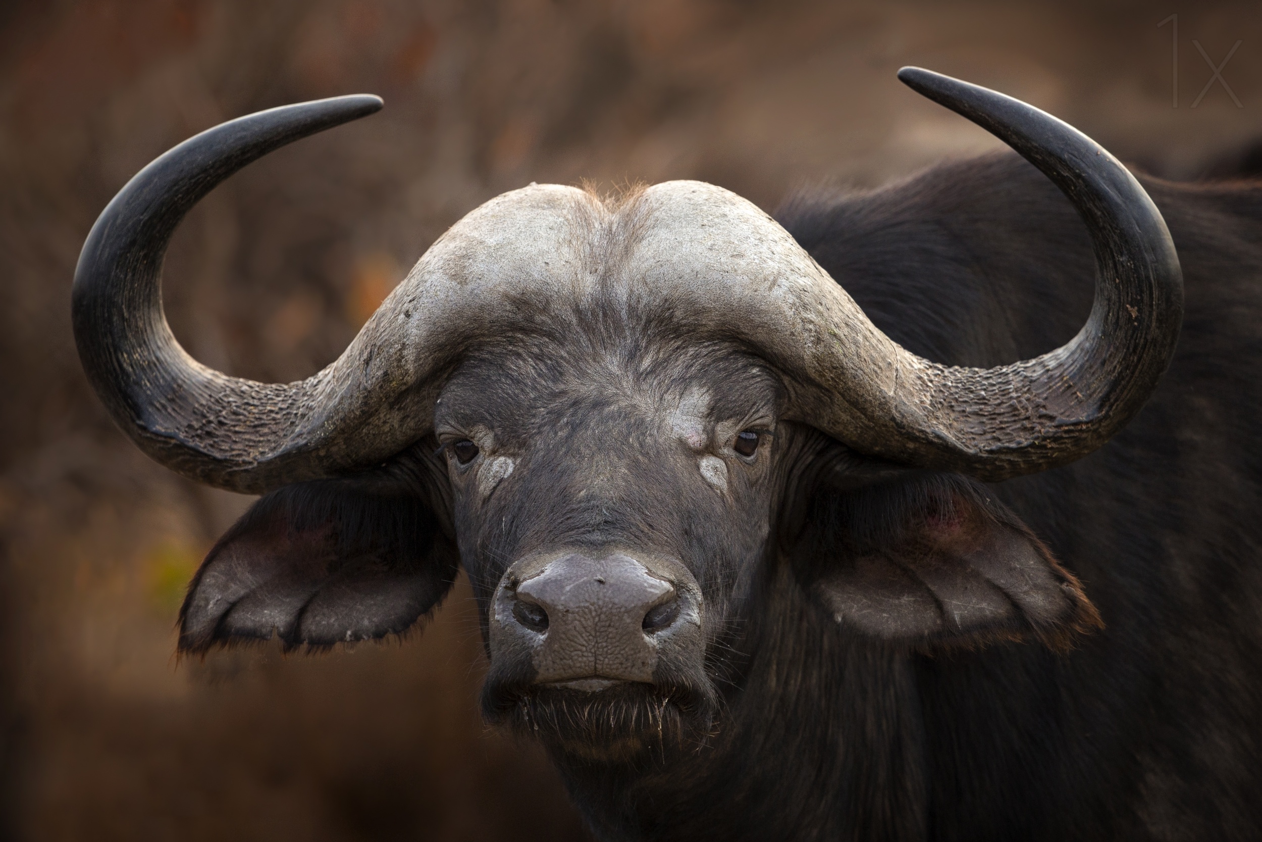 Портрет буйвола