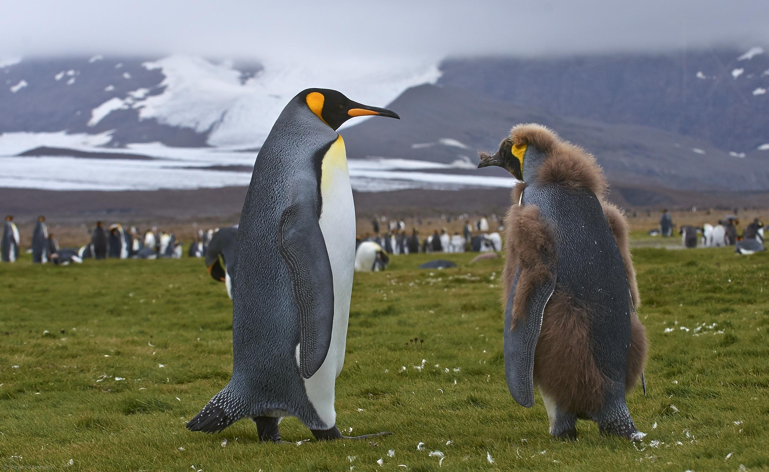 Почему медведи не охотятся на императорских пингвинов. Птенец королевского пингвина. Детёныш королевского пингвина. Пингвин Aptenodytes Demersa. Королевский Пингвин Пингвин.