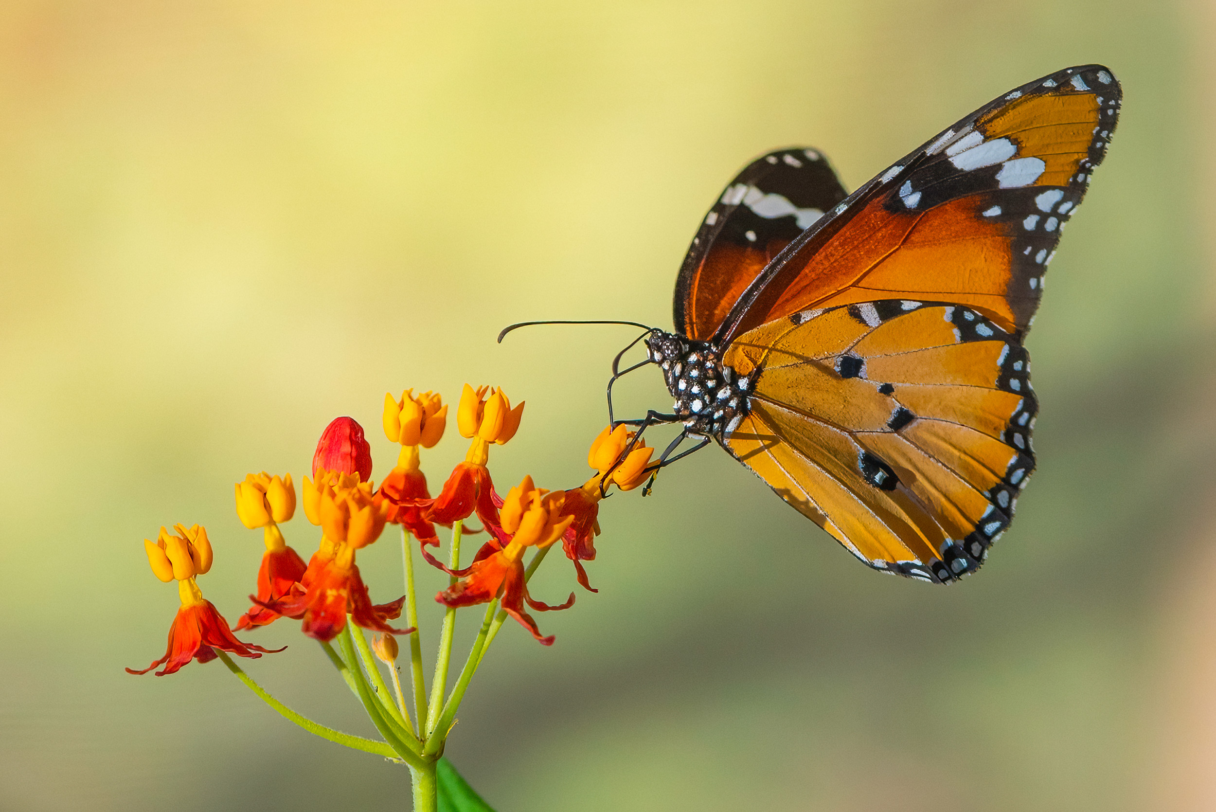butterfly-by-tzvika-stein