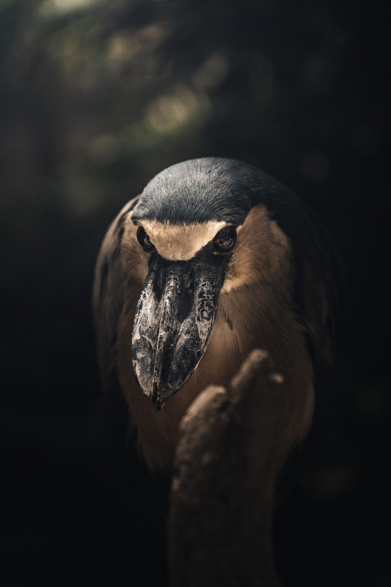 Appearance of the bird by 石川 尚