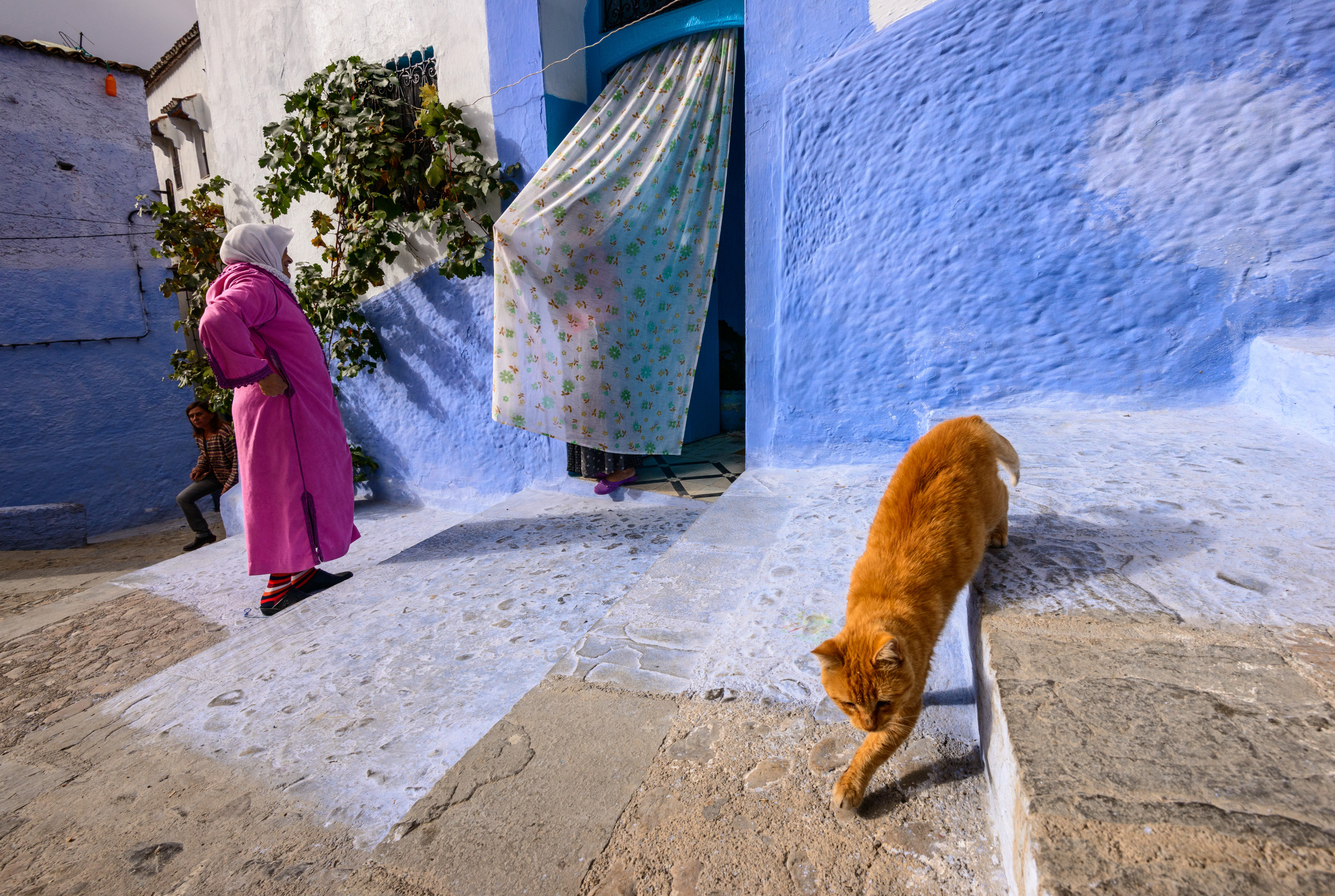 Inhabitants. Шефшауэн Марокко. Шефшауэн, его апельсины и коты. Шефшауэн коты.