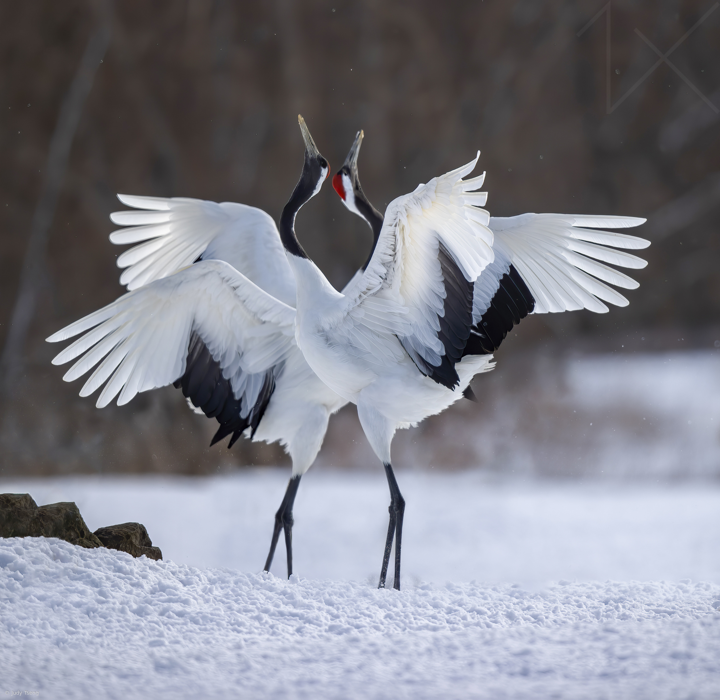 Red-crowned Crane dance by Judy Tseng