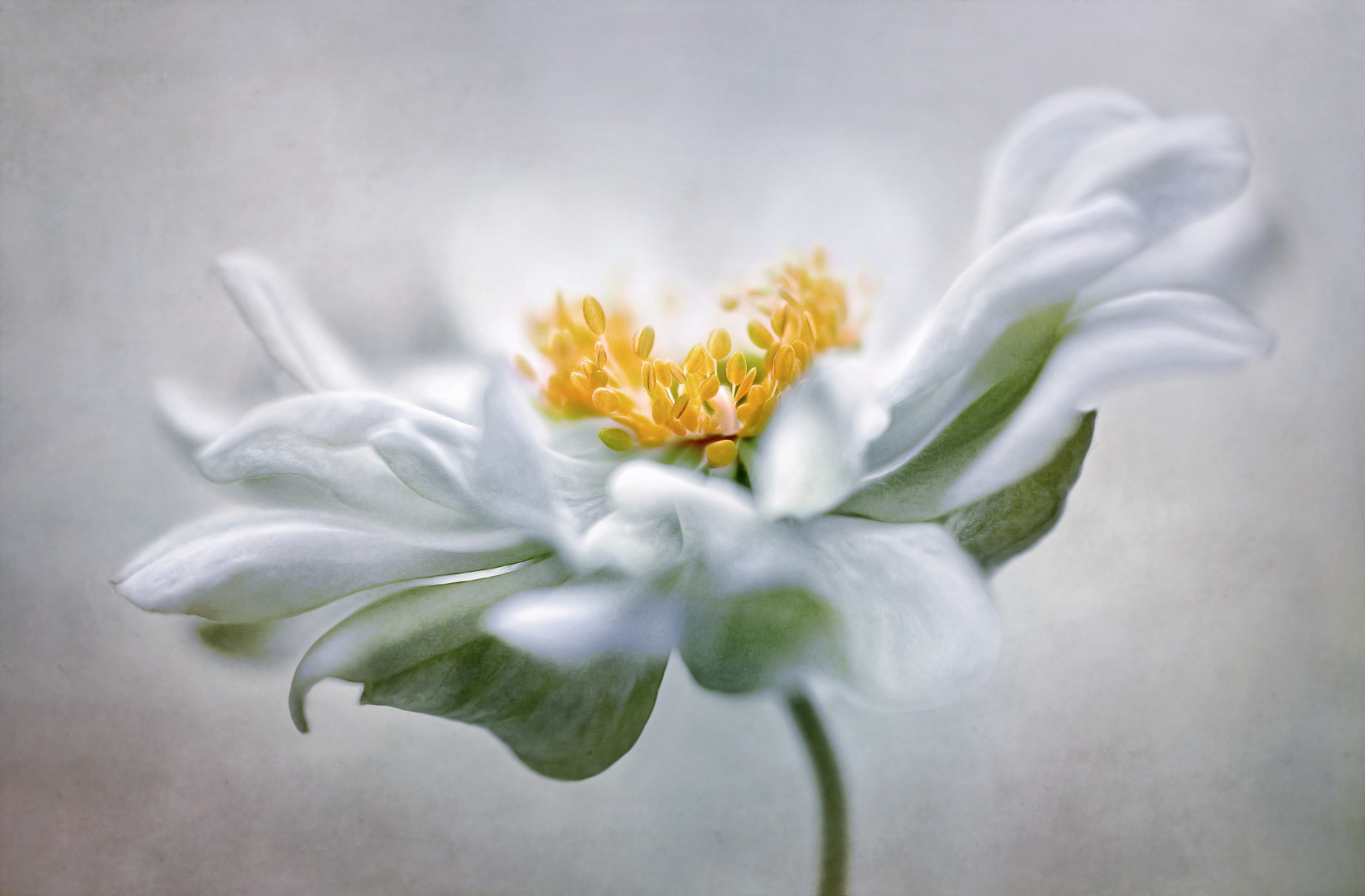 Anemone by Mandy Disher