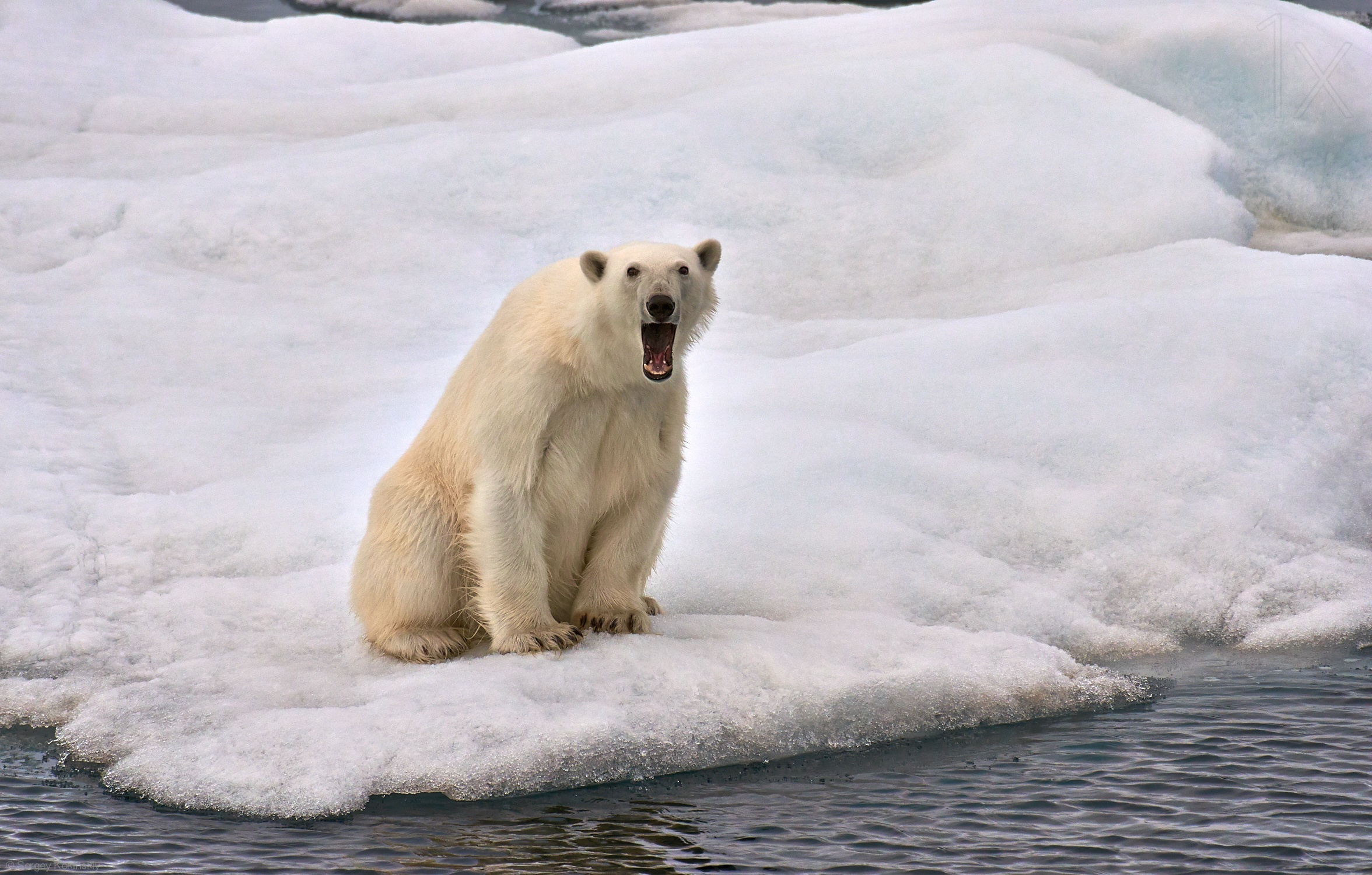Скорость бега белого медведя. Северный Ледовитый океан белый медведь. Белый медведь смешной. Полярный медведь. Удивленный белый медведь.