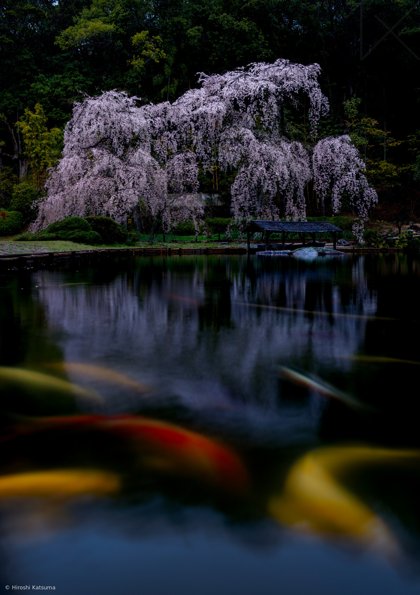 Weeping cherry tree decorated nishiki by Hiroshi Katsuma