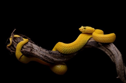 Atheris Squamigera by Thor Hakonsen