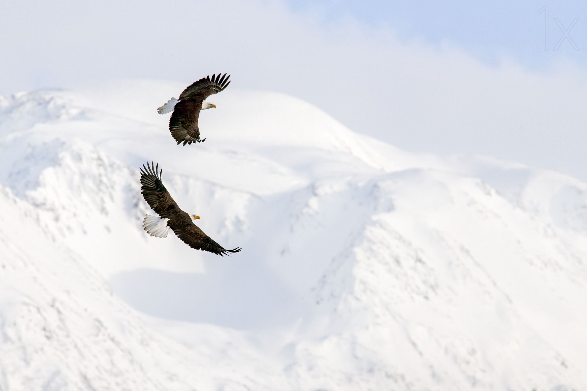 4 орла летящие. Два орла в небе. Птица в полете. Птицы в горах. Орел парит над горами.