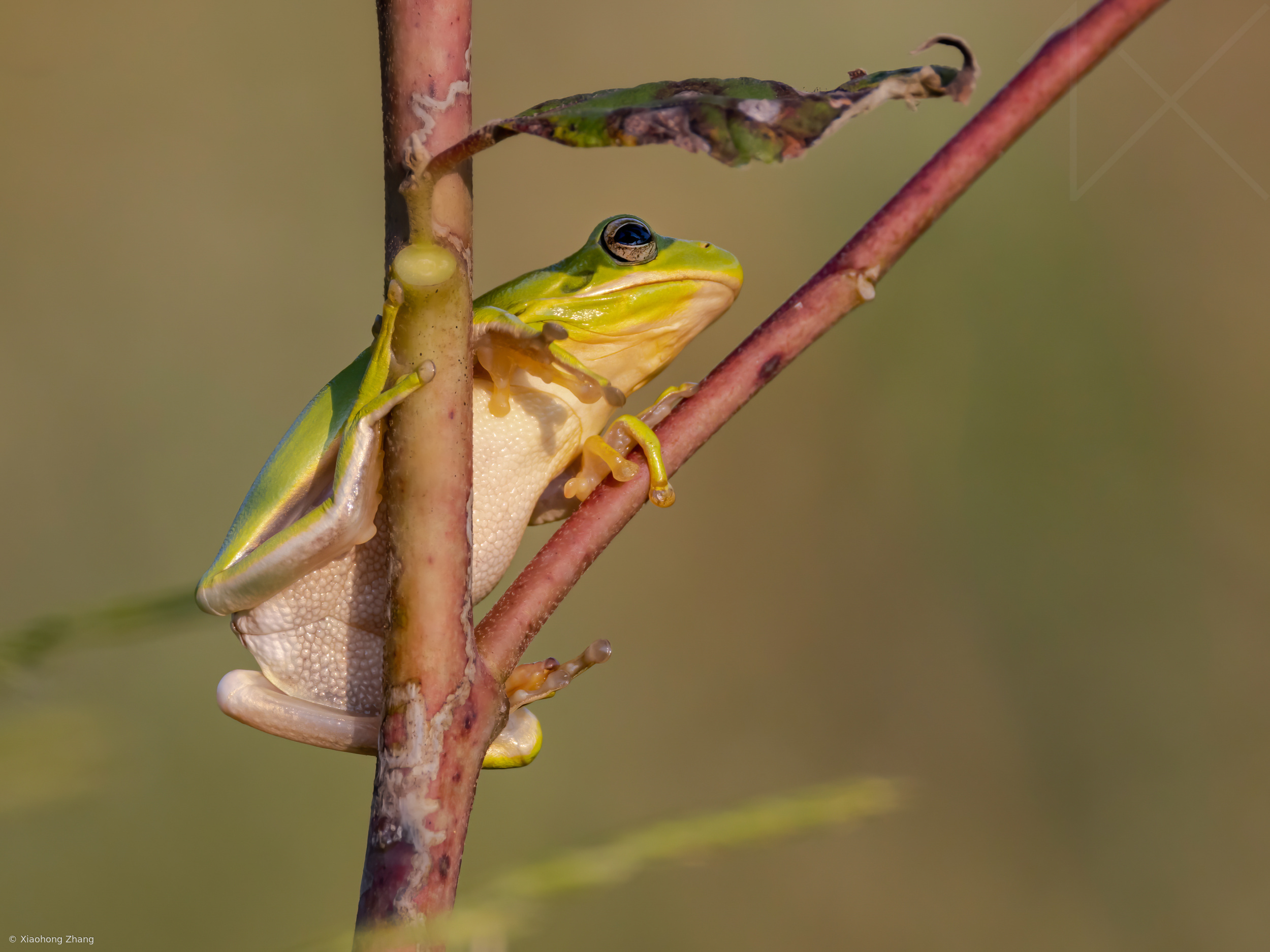 Tree Frog & Plant Harmony: A Commensalism Success Story