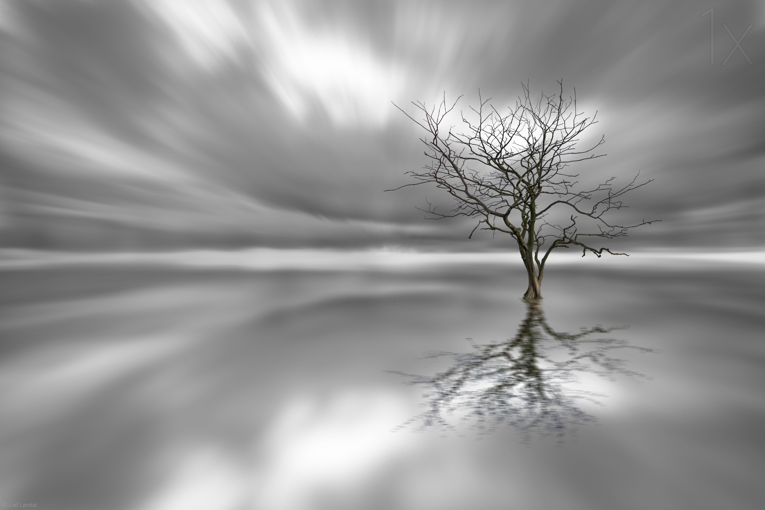 Деревья стоят белые. Черно белое дерево отражение. Ghost Tree. Lonely Tree reflection. Ghost Tree Surf.