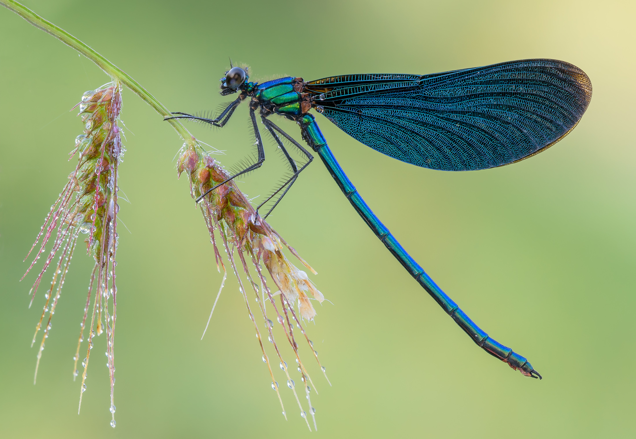 3 стрекозы. Стрекоза Calopteryx. Calopteryx Virgo. Calopteryx Virgo (красотка-девушка). Calopteryx Virgo Linnaeus, 1758.