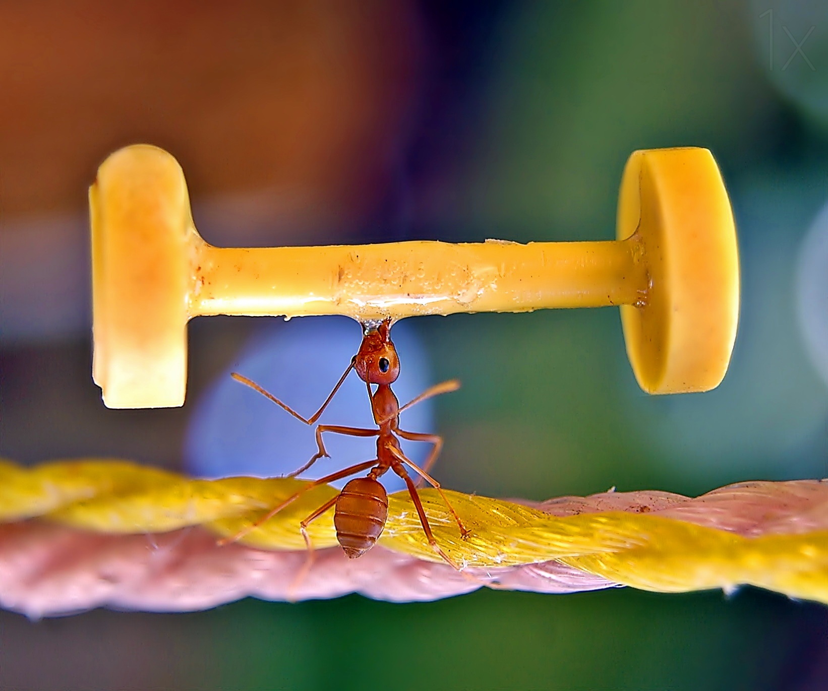 The strong ant by eko adiyanto