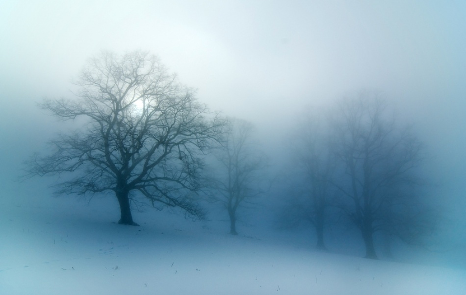 limetree in fog by kregon limetree in fog by kregon