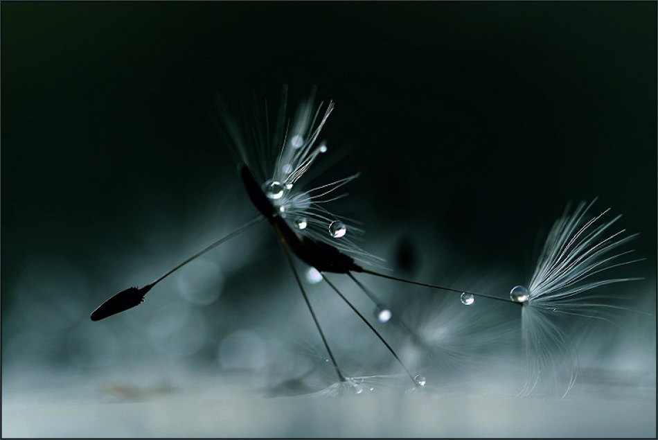 Sun flies. Перо на воде. World of Wonder Dandelions.