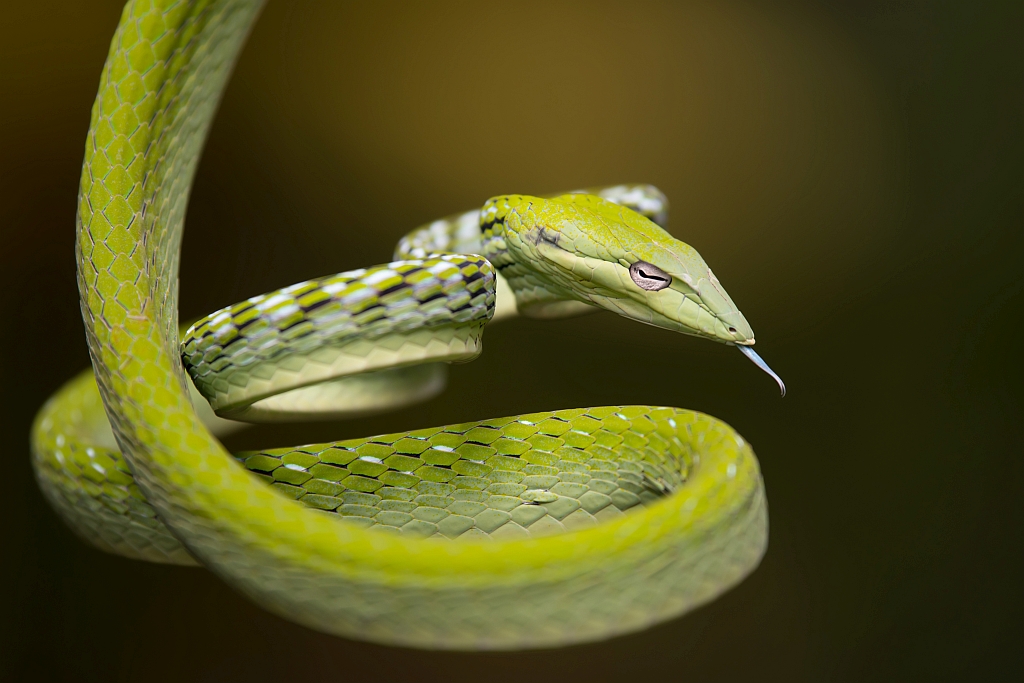 Atheris Squamigera by Thor Hakonsen