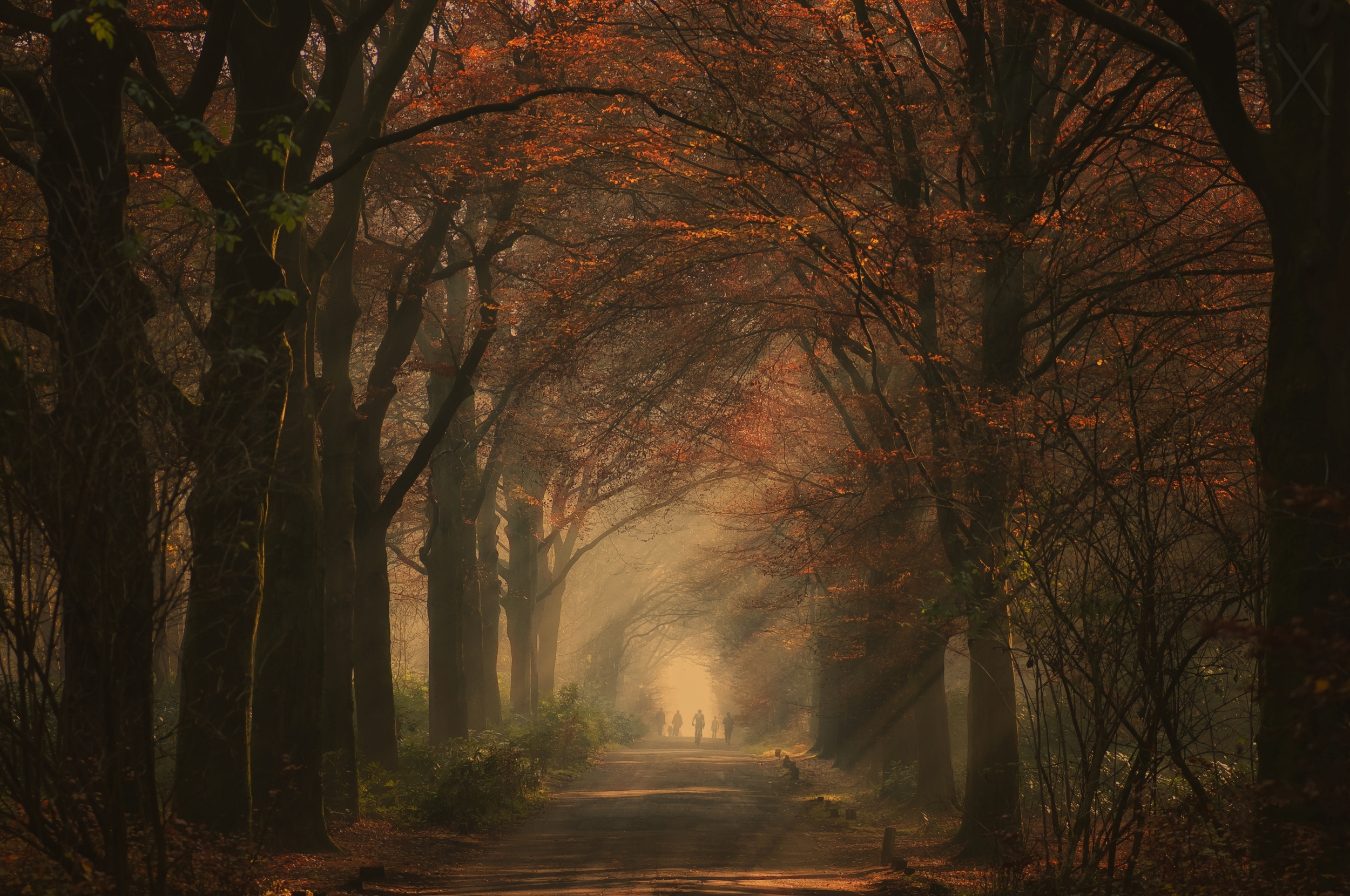 Художественный путь. Autumn walk - Mario.