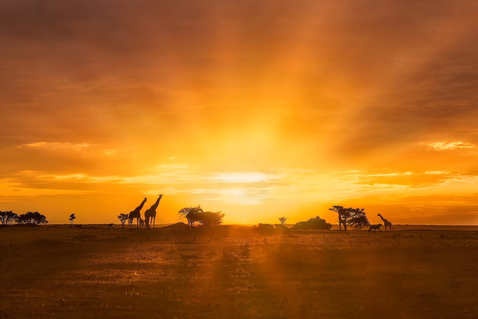 An African Sunrise by Jeffrey Wu