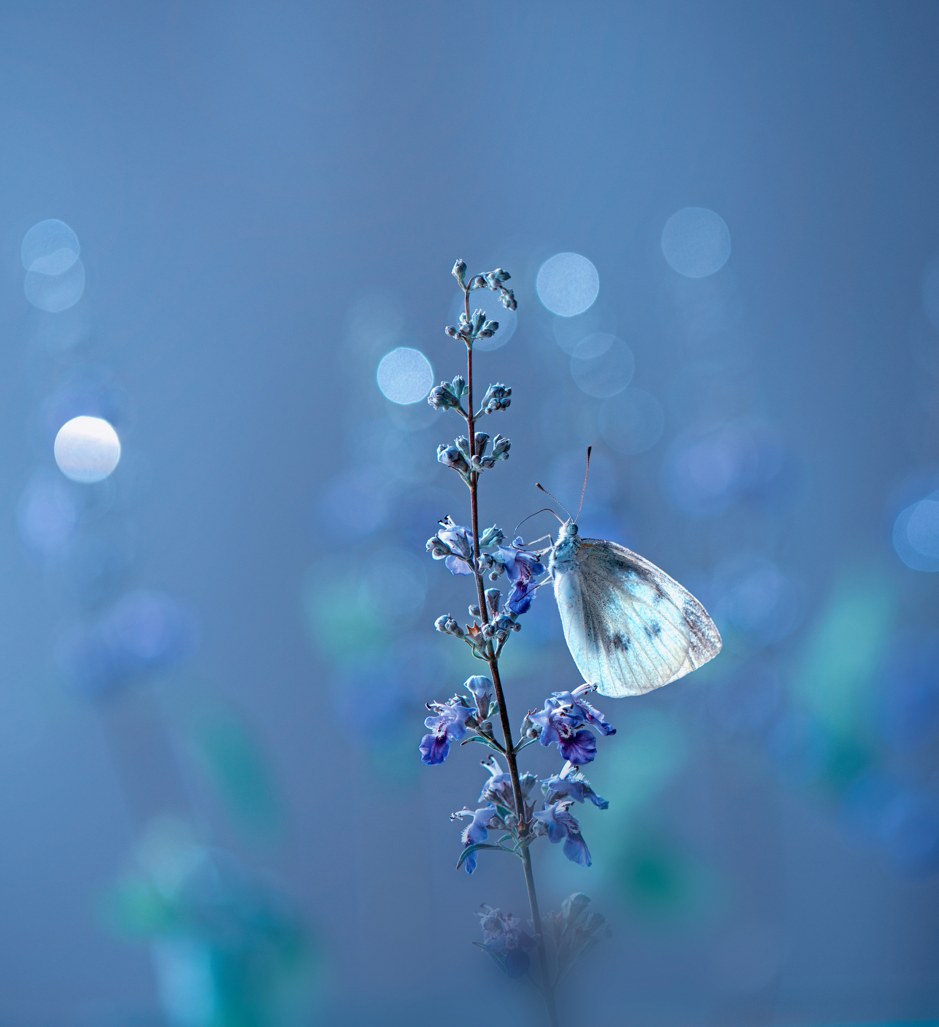 Cabbage butterfly by Summer2016