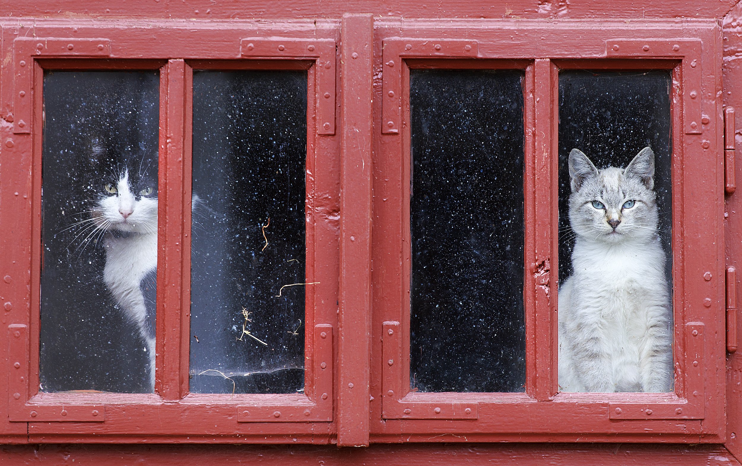 Кошка окно москва. Обои окно с кошкой. Кошка окно лето. Кошки и окошки пятно. Сколько кошек на окошке.