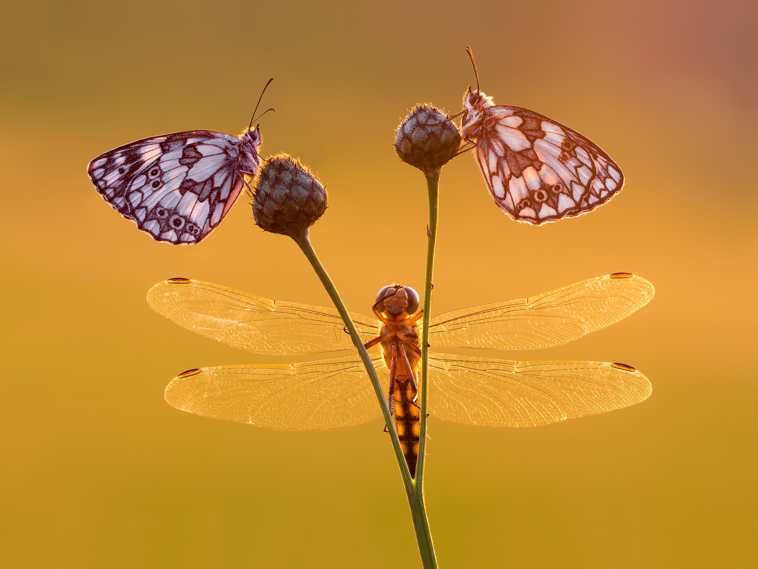 Petar Sabol  Travel Light. Capture Flight