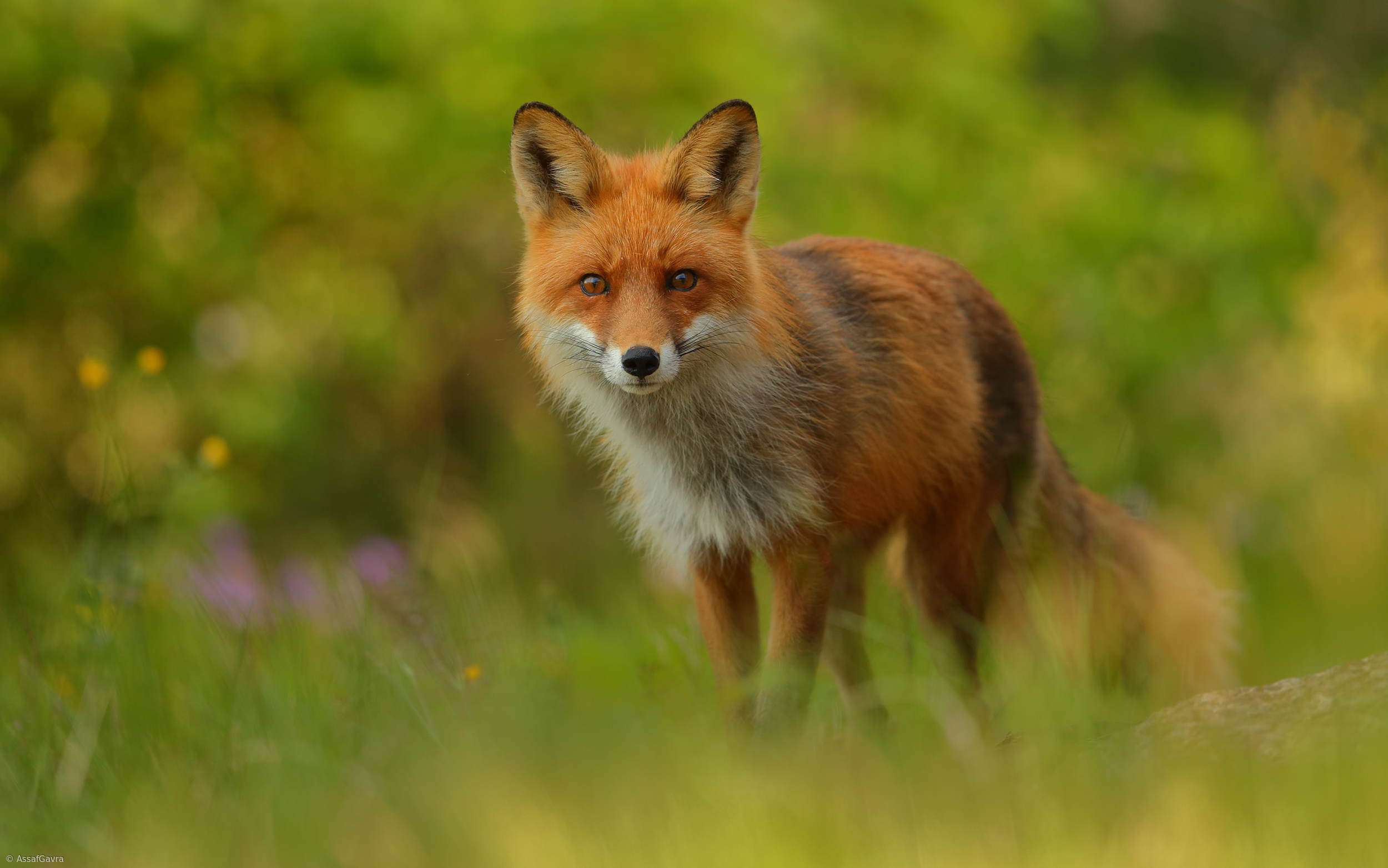 Рыжая лиса песня. Красный Лис. Red Fox.