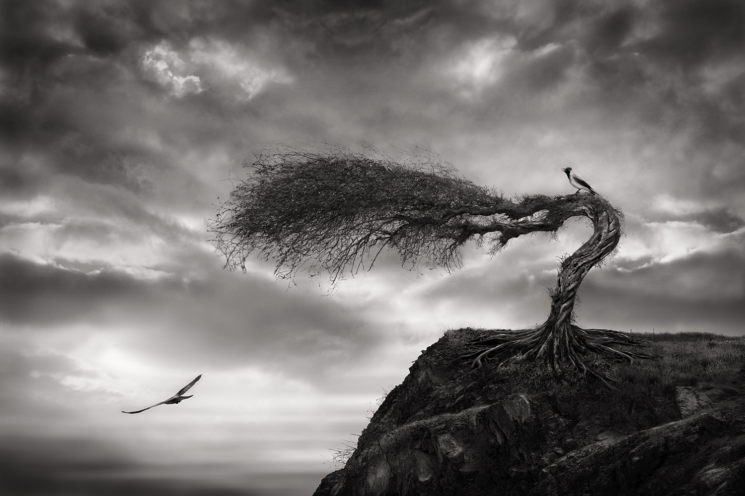 Дерево смыслов. -Sherry Akrami. Концептуальная природа. Концептуальное искусство с природой. Красивые картинки черно белые со смыслом дереыво.