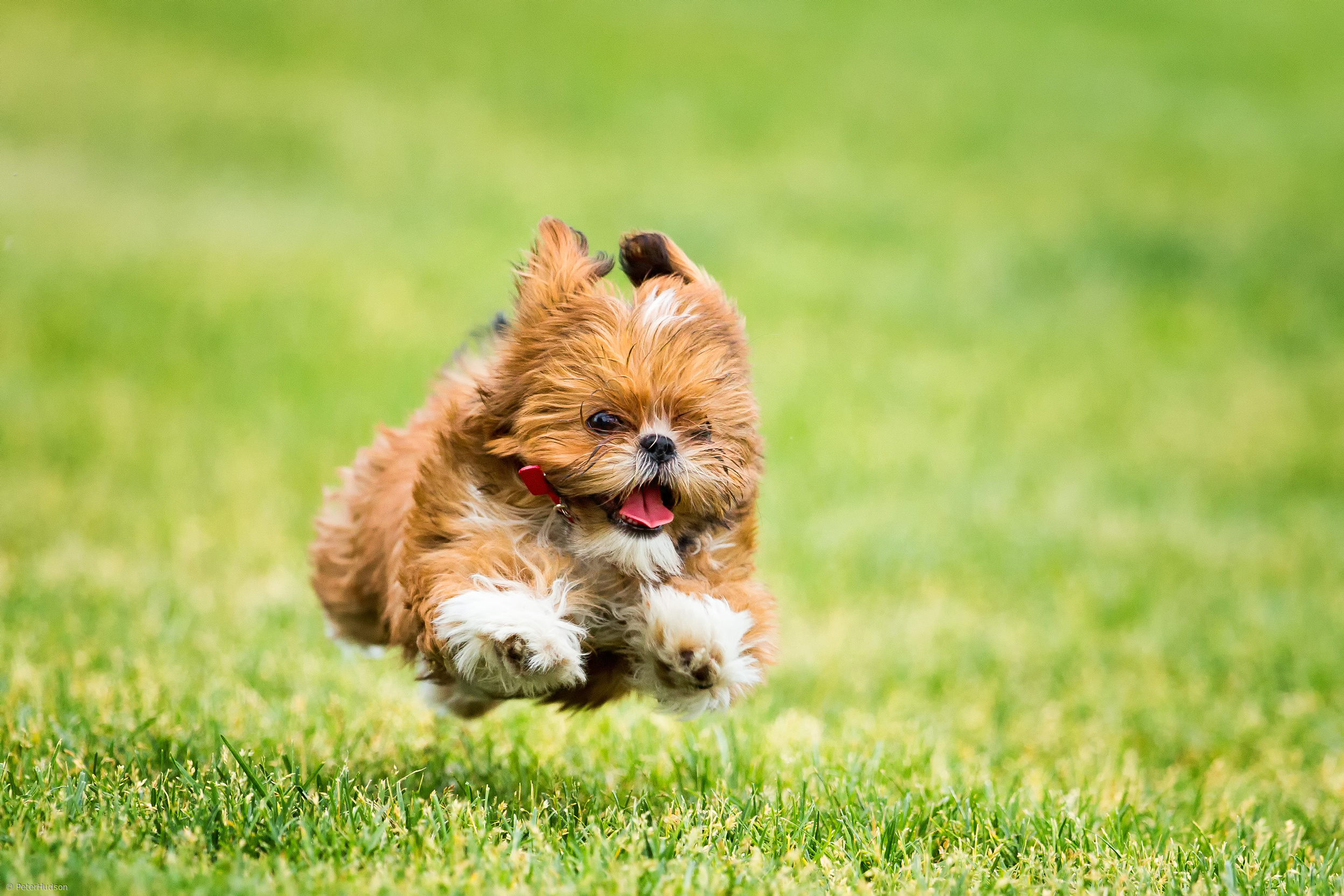 Hover Dog by Peter Hudson