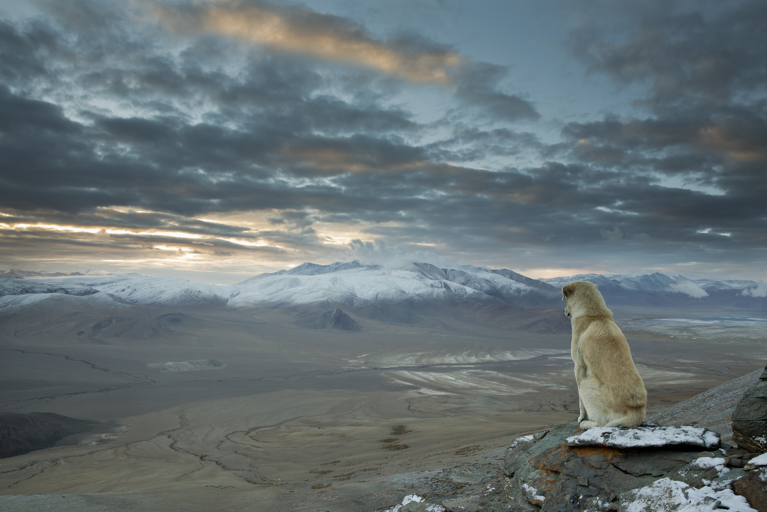 Жизнь животных в горах. Животные в горах. Собака в горах. Одинокий медведь. Звери в горах.