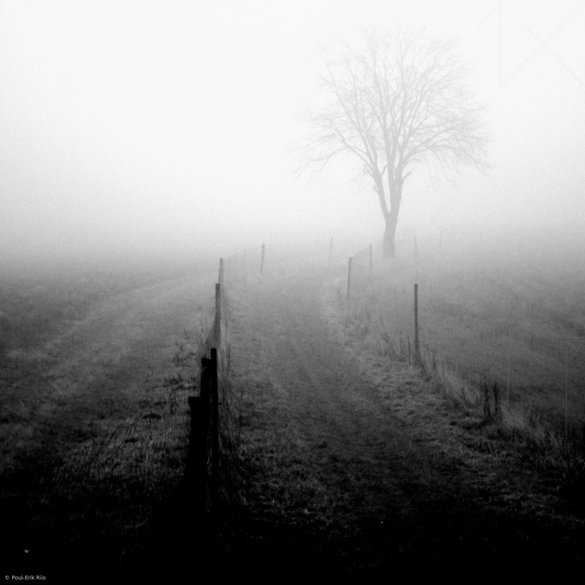 Morning Fog on the Meadow by Poul-Erik Riis