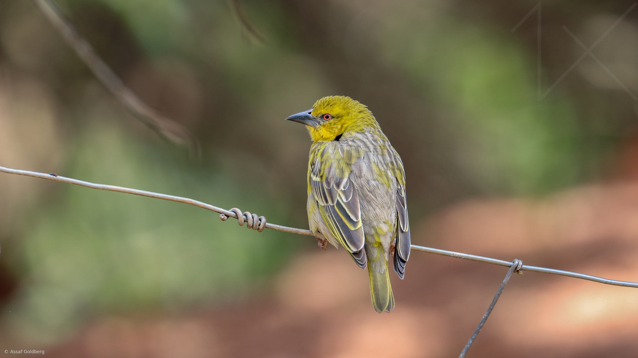 village-weaver-by-assaf-goldberg