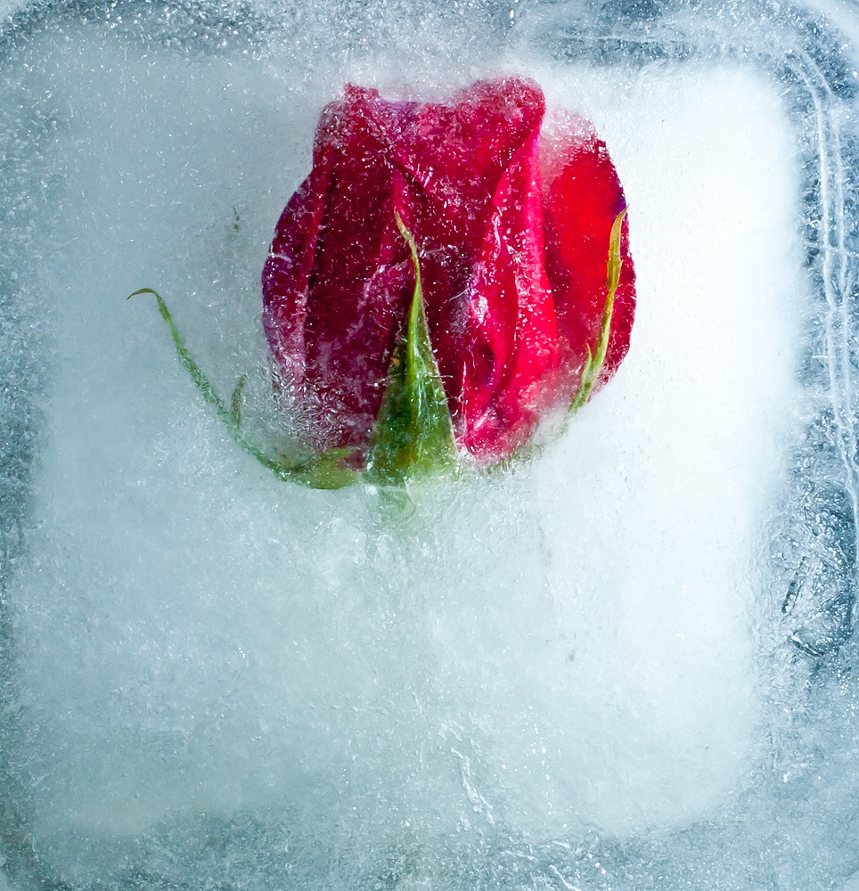 frozenrose dreamview frozenrose dreamview