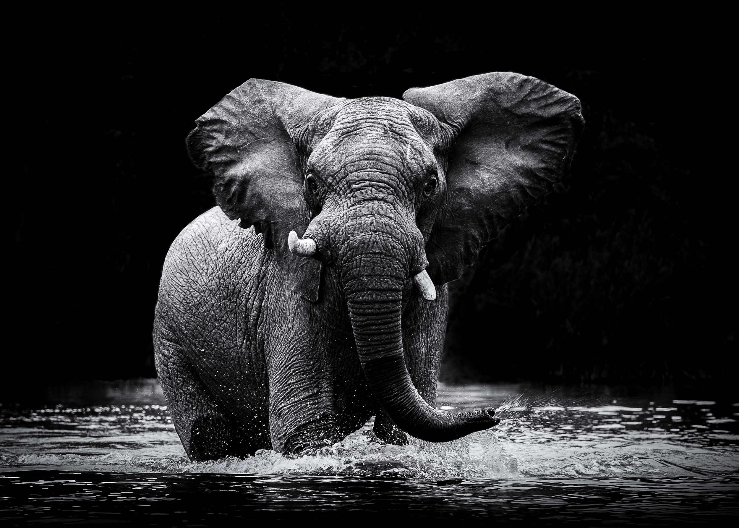 Черная слоновая. Слон. Слоны фото. Слон на черном фоне. Картина слона на черном фоне.