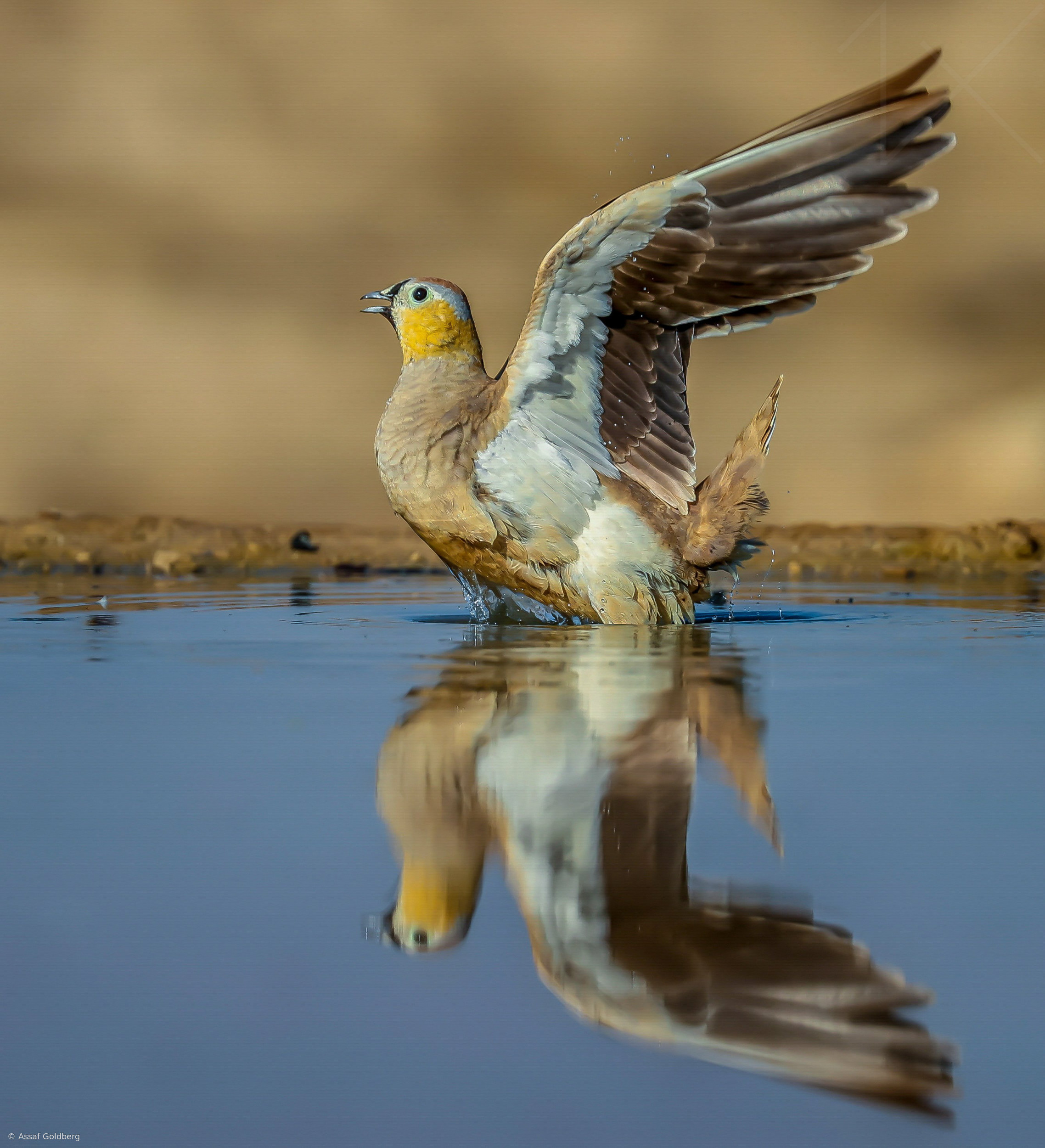 crowned-sandgrouse-by-assaf-goldberg