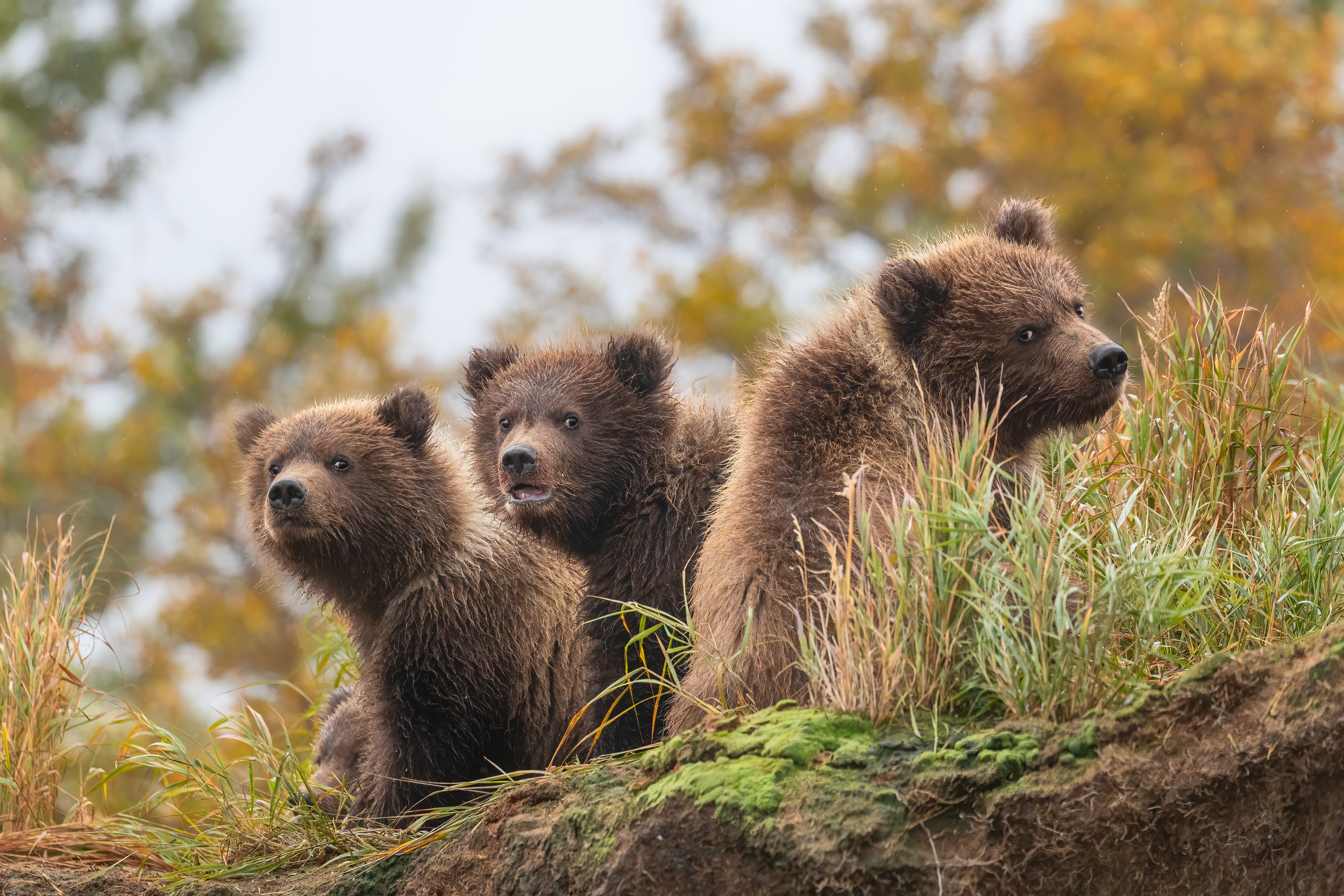 bear cubs by Siyu and Wei Photography