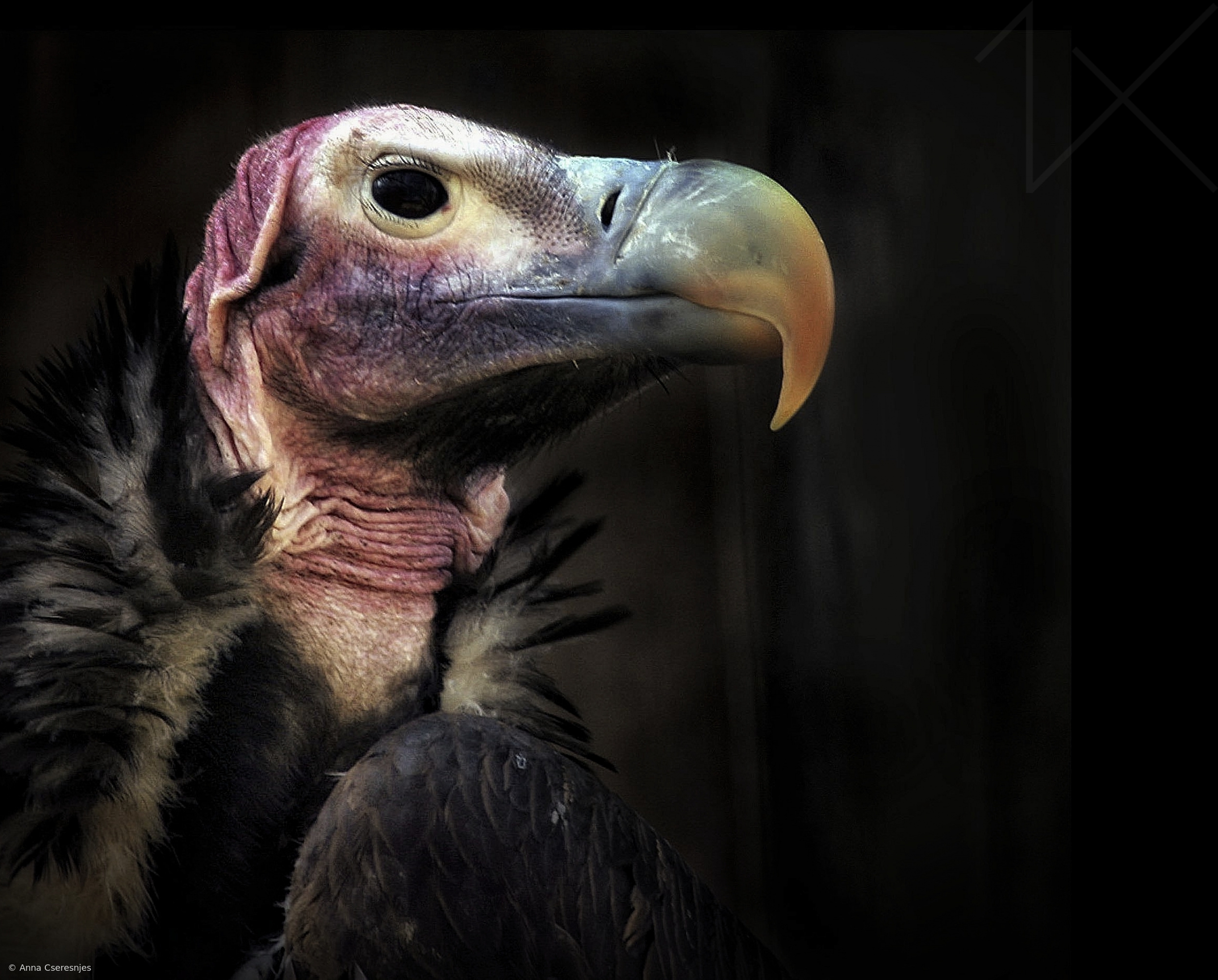 le rapace by Anna Cseresnjes