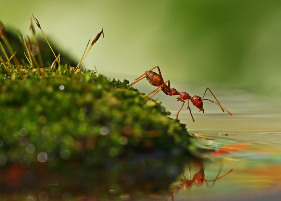 Читать серые муравьи. Макромир. 30 Удивительных макрофото. Tabiatning makro fotosurati.
