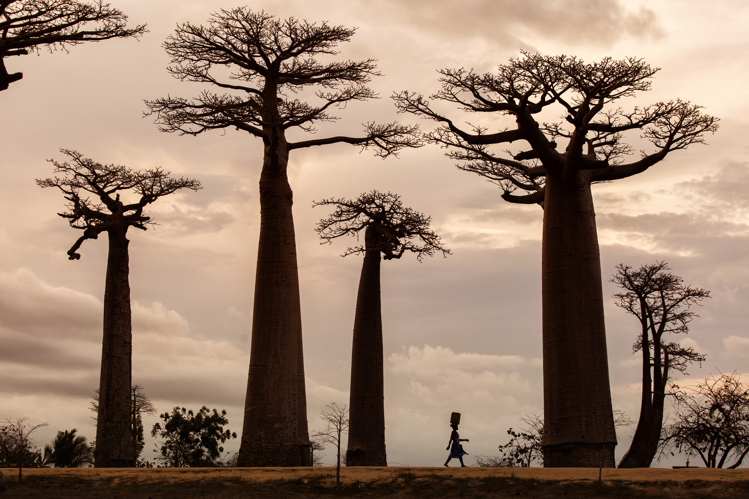 Ба баб. Баобаб дерево. Африка Килиманджаро баобабы. Африканское дерево баобаб. Дерево в Африке баобаб.