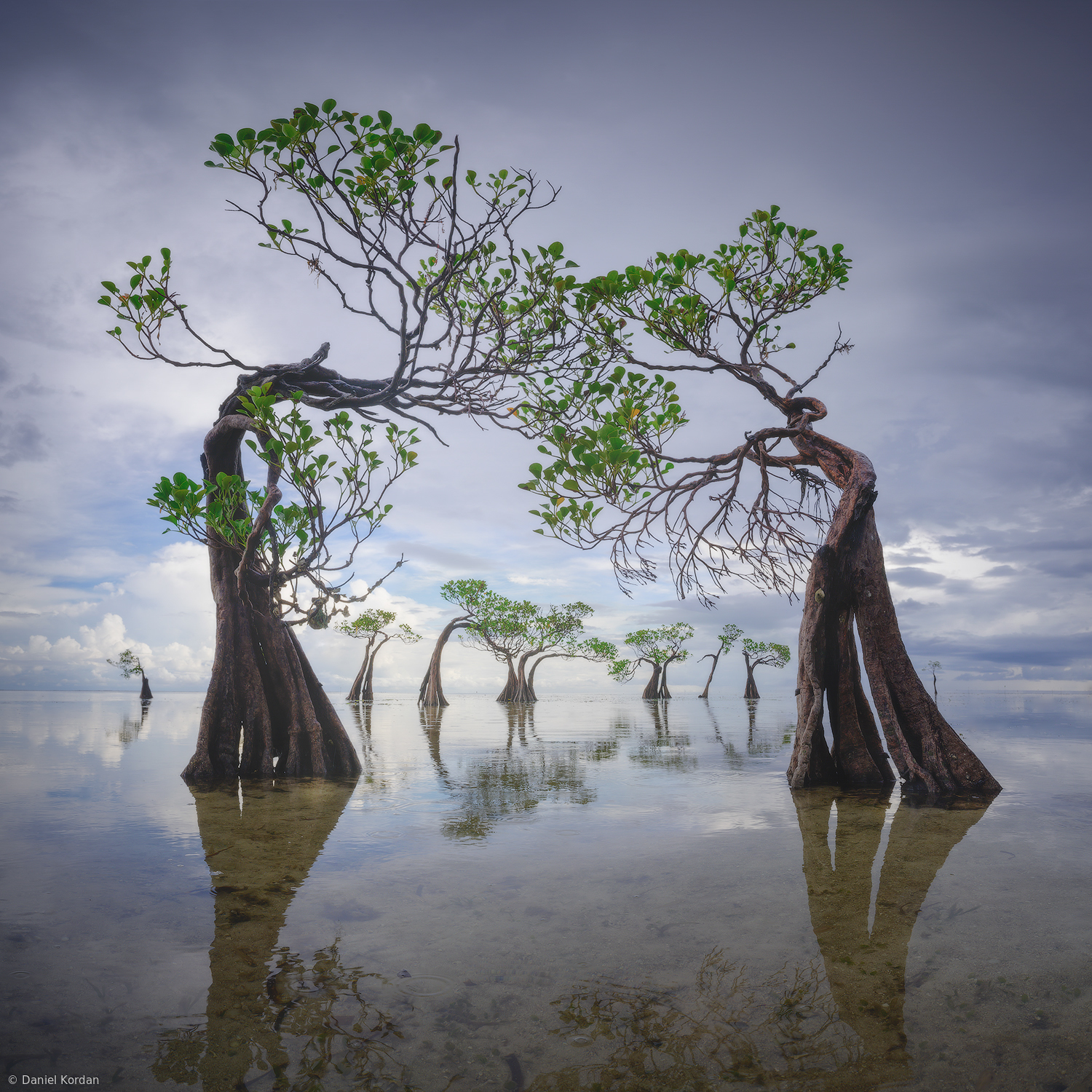Tree dance. Танцующие деревья остров Сумба Индонезия. Танцующие деревья. Остров Сумба, Индонезия. Мангровое дерево. Остров Сумба мангровые деревья. Танцующие мангровые деревья на острове Сумба.