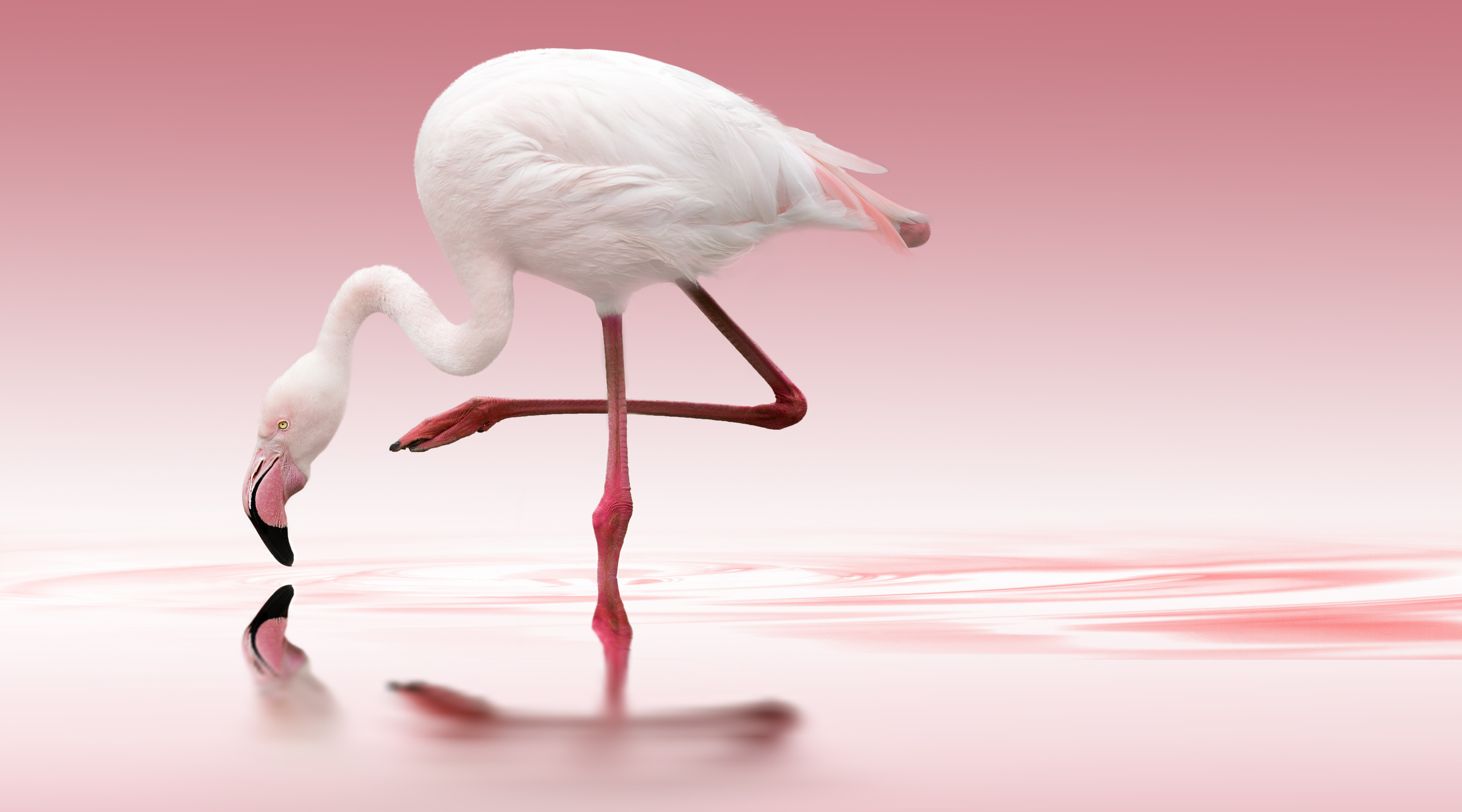 Танцующий Фламинго