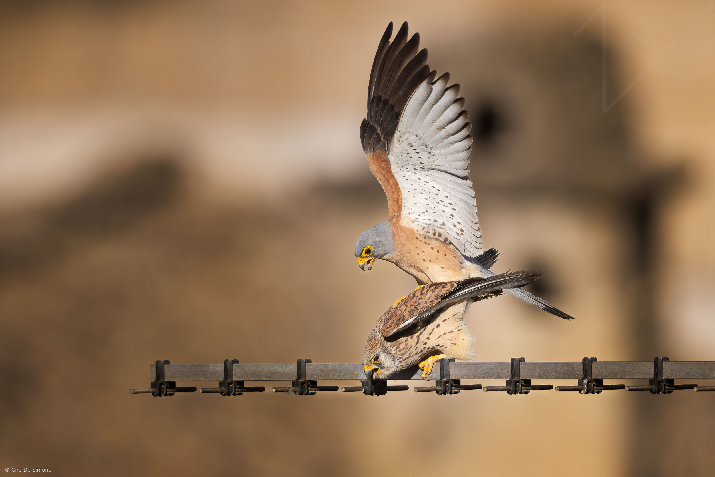 Falco Naumanni in love by Ciro De Simone