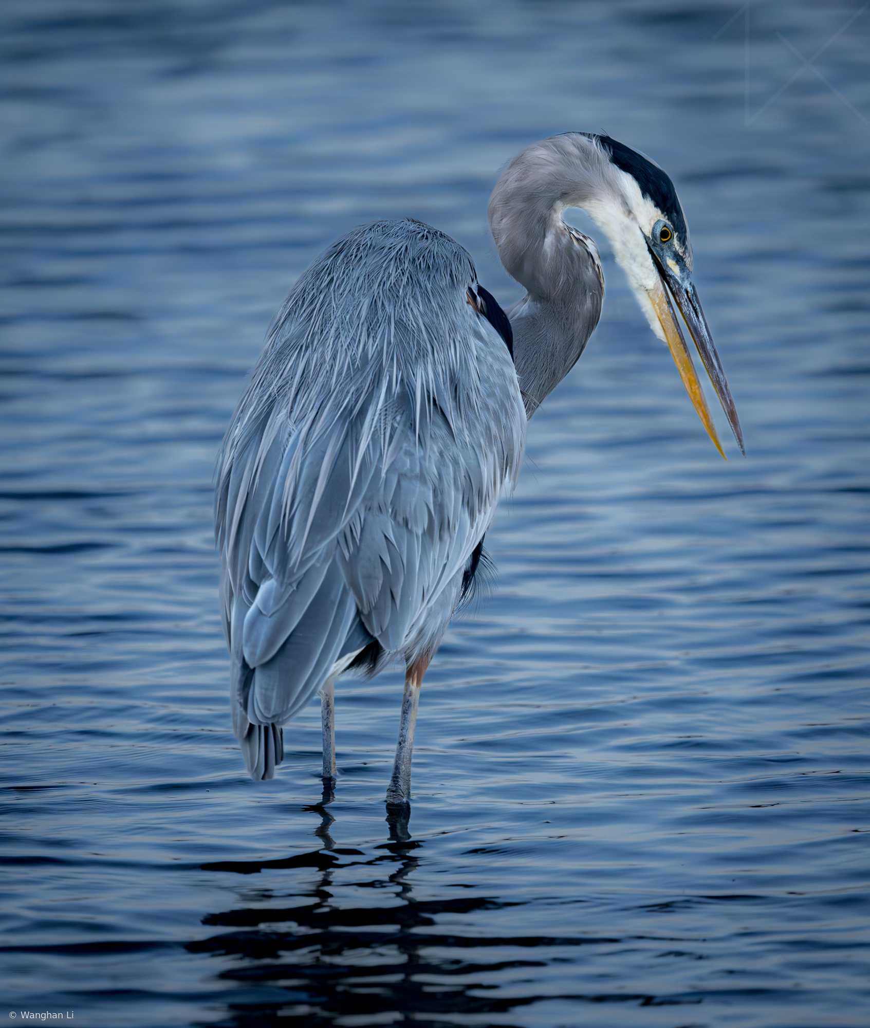 Blue Hour - Great Blue Heron by Wanghan Li