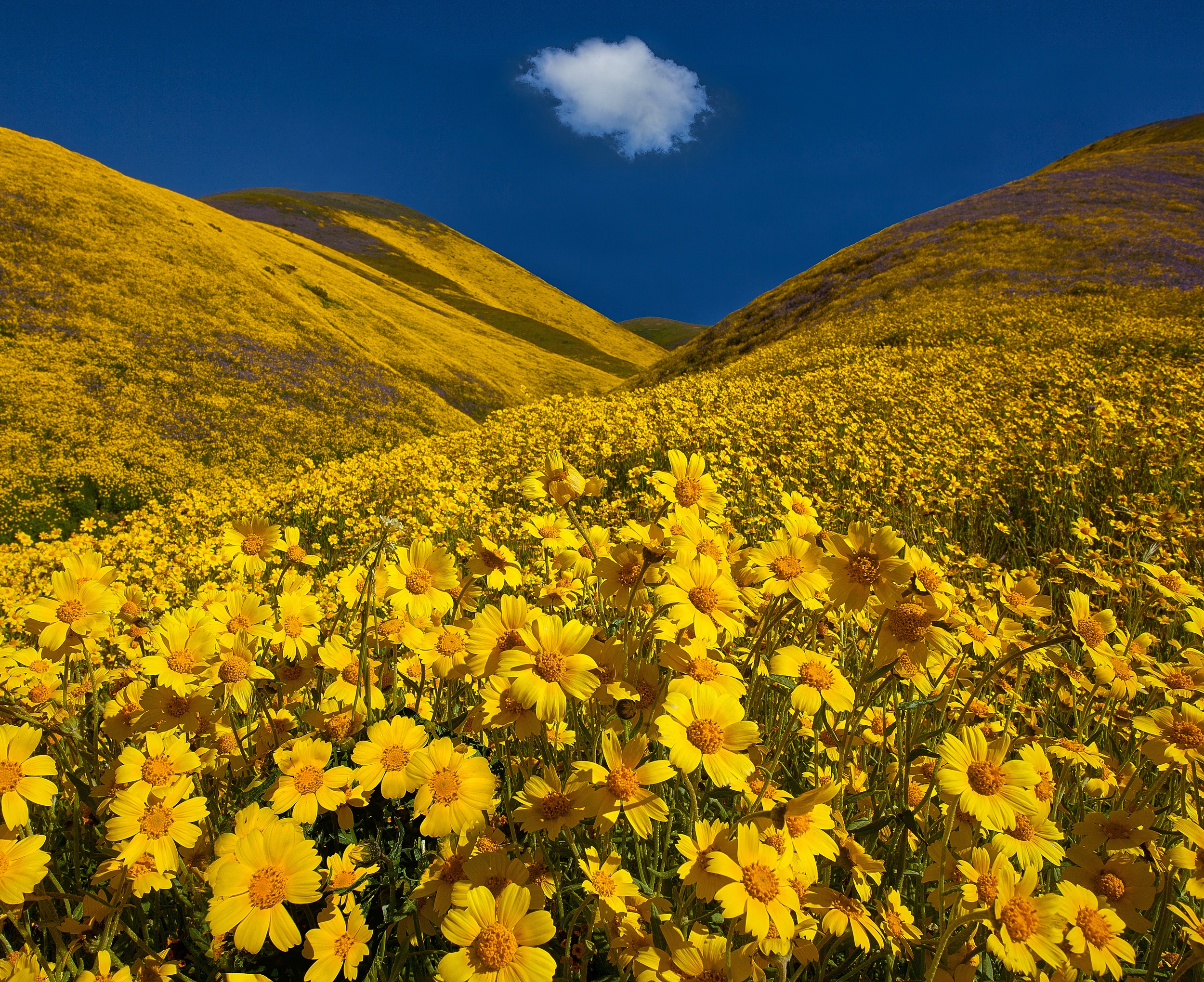 Цвет холм. Цветущие холмы Калифорнии. Желтые поля Сицилия. Хилл Флауэрс. Природа желтые поля Сицилия.