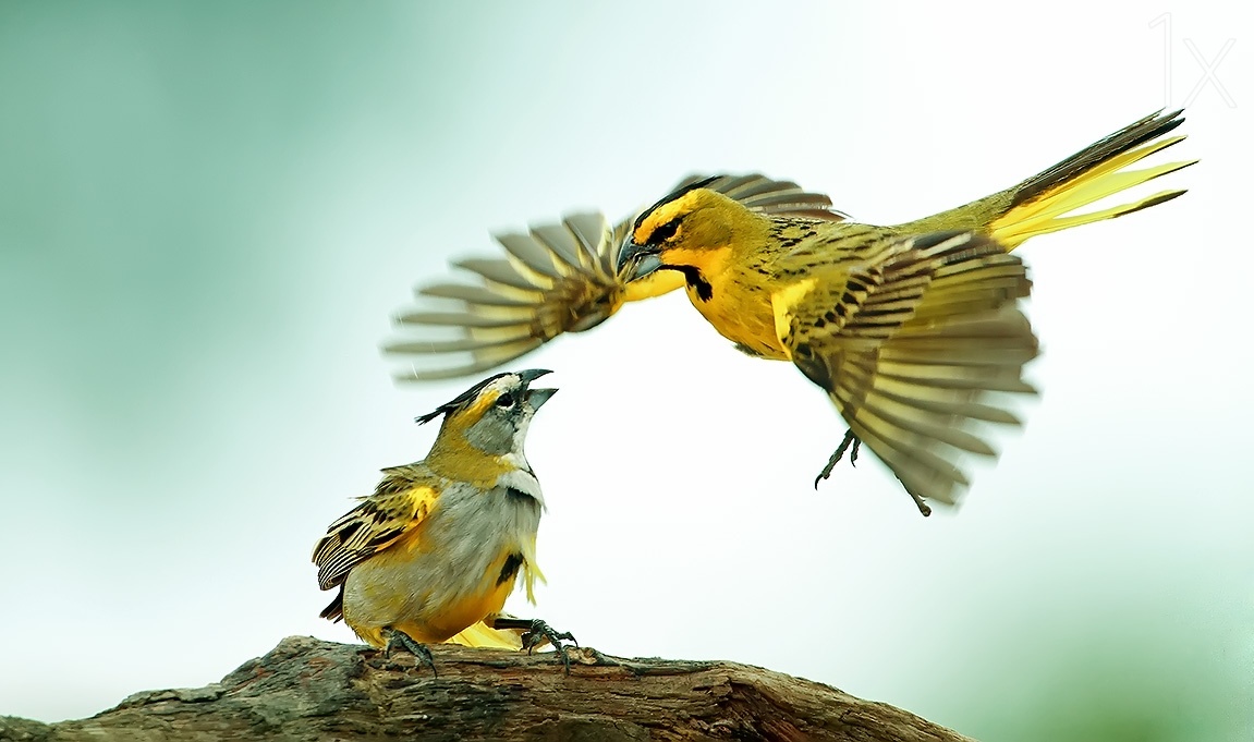 Yellow Cardinal by kuntha