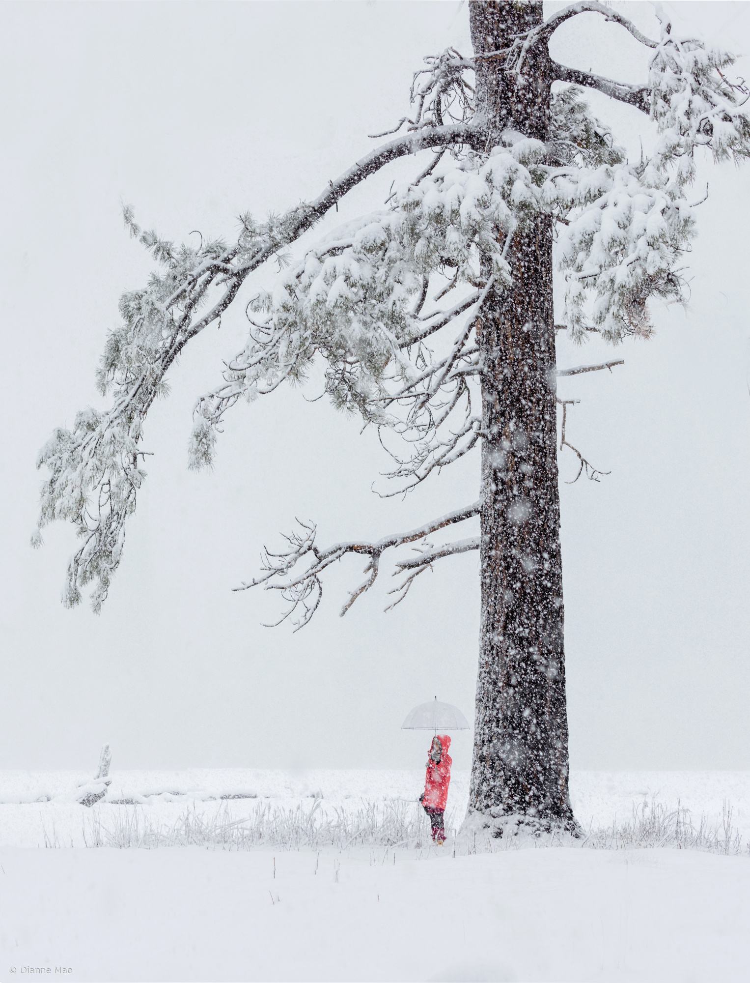 In Snow by Dianne Mao