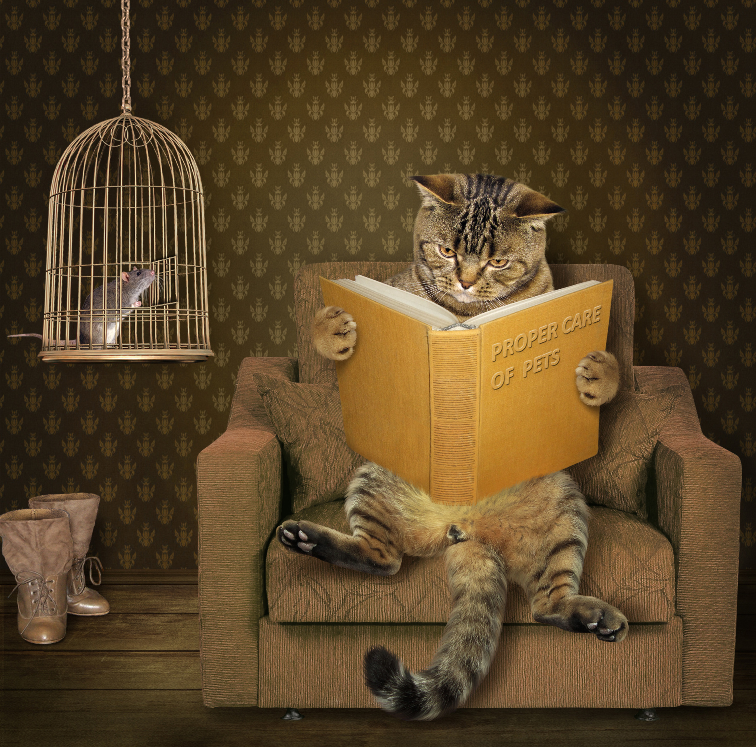 Кот в кресле читает книгу