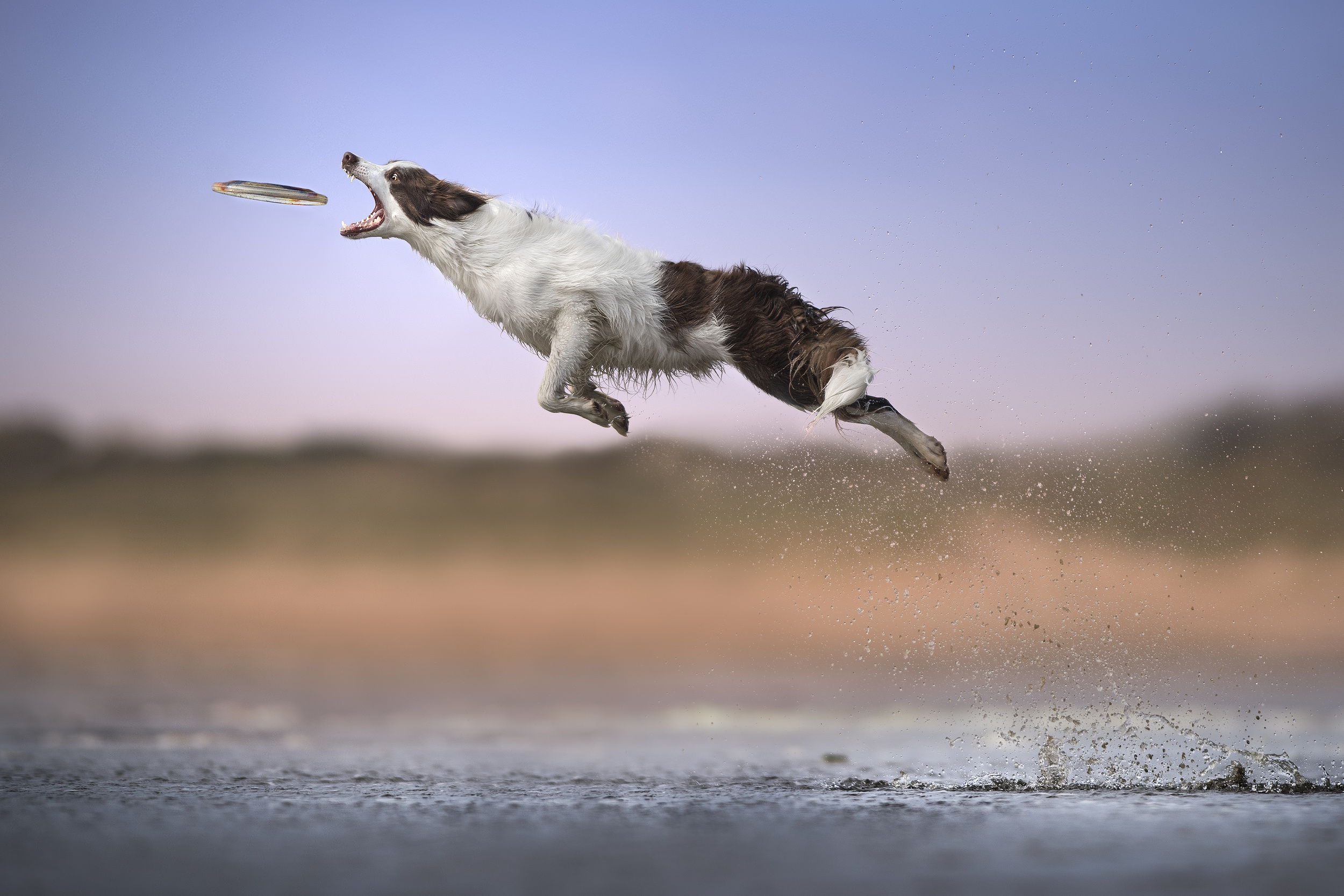 My dog can fly. Собака в прыжке. Кот в прыжке. Собака в полете. Смешная собака в прыжке.