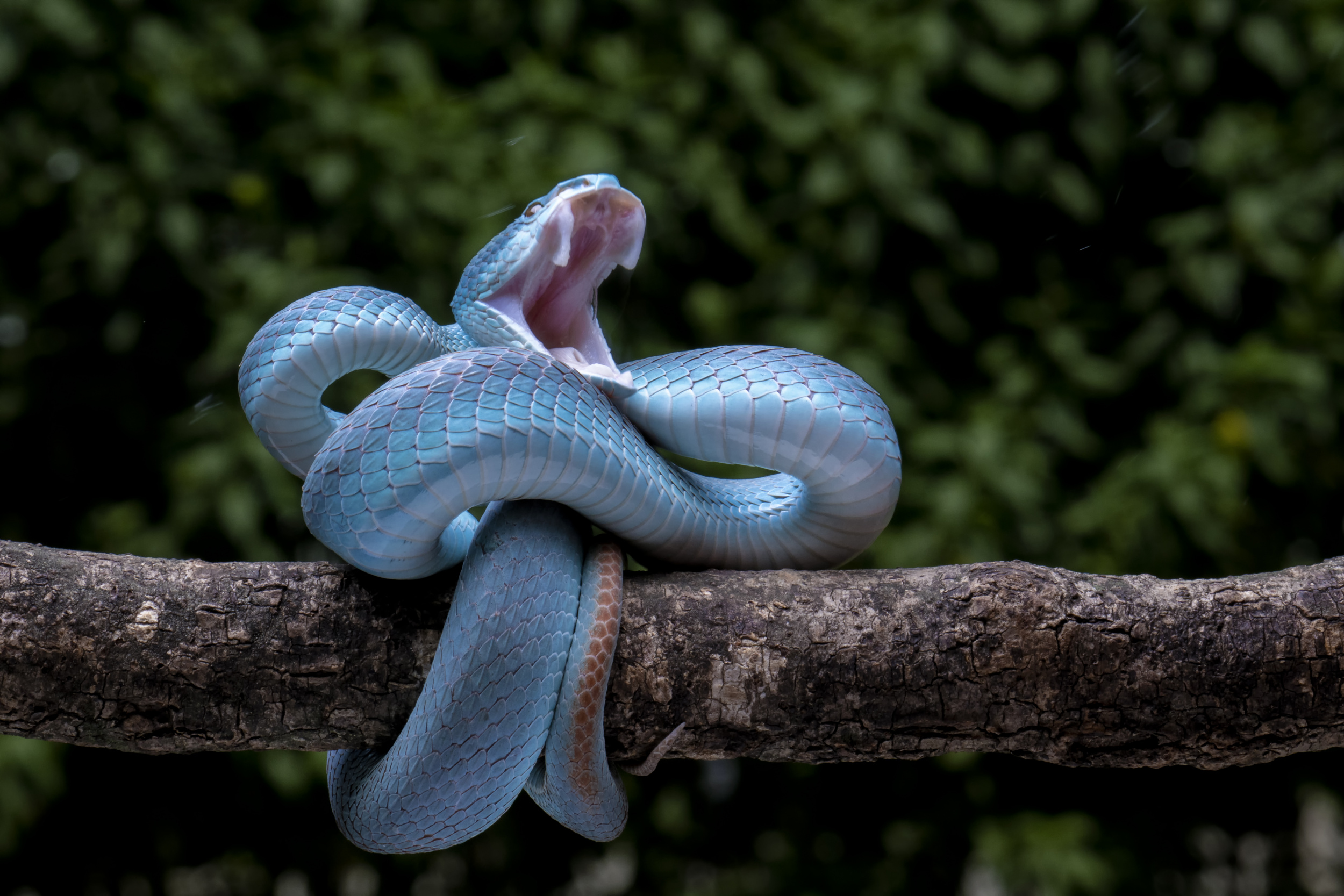 The angry blue viper by ajar setiadi