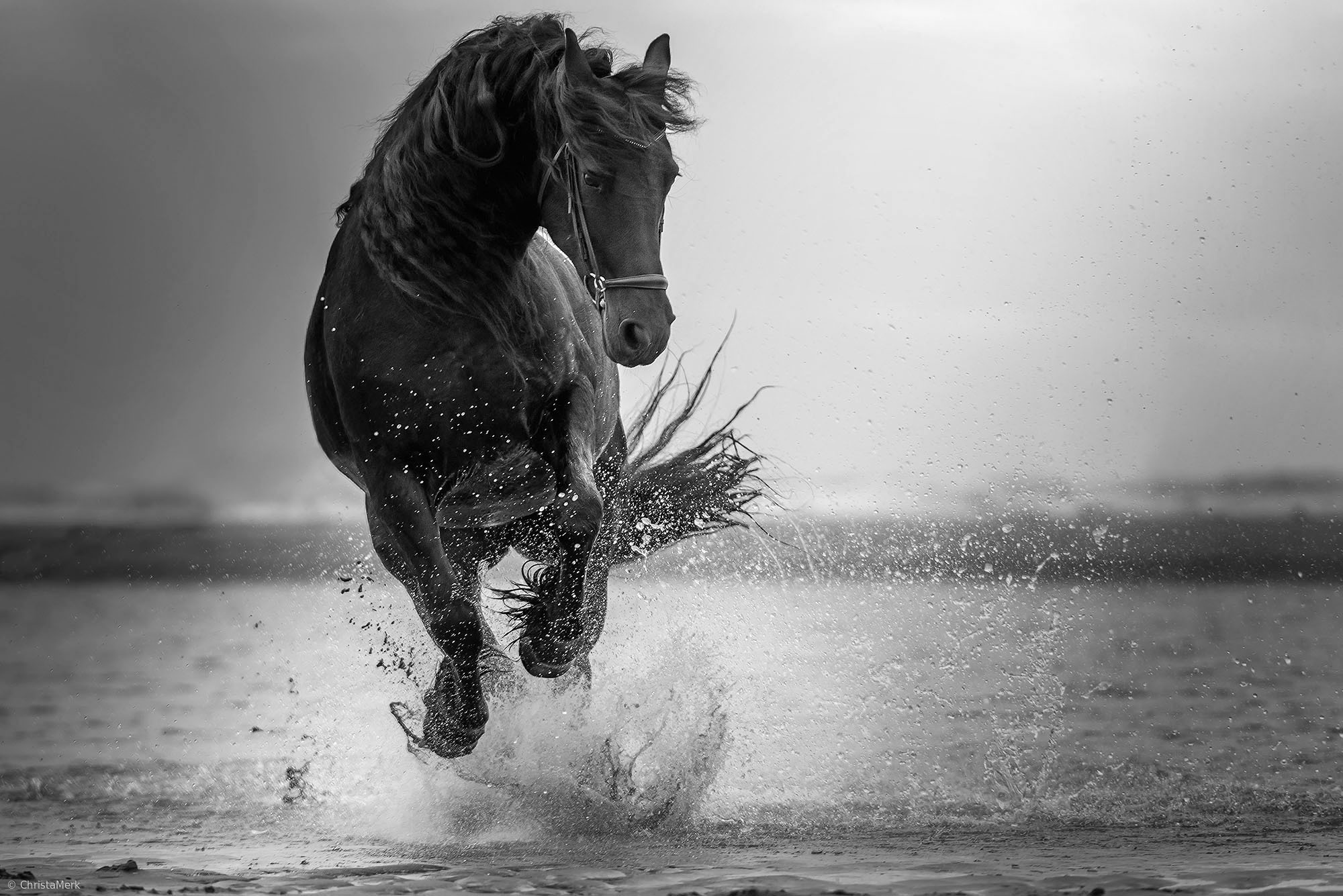 Белая лошадь бегущей из воды