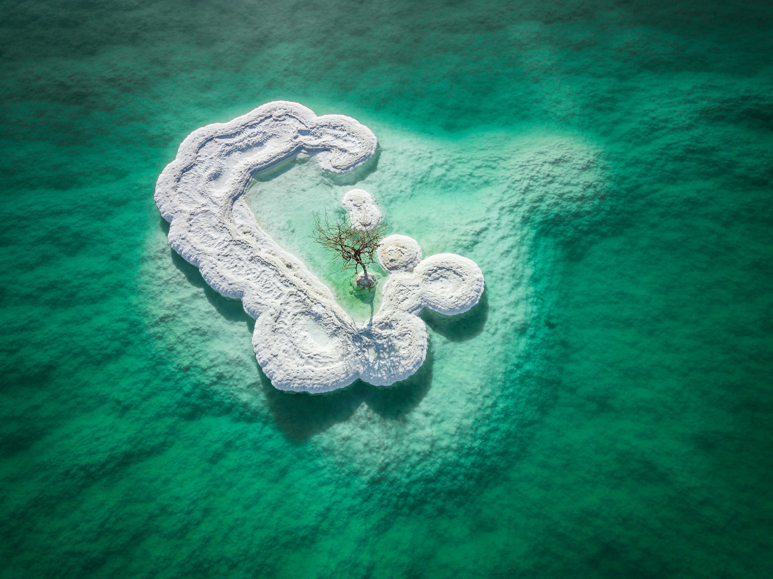 Tree in Salt by Tzvika Stein