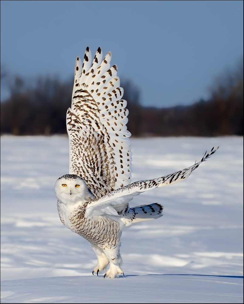 Snowy Owl boot Camp by Don Hamilton Jr.