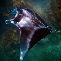 manta ray codm